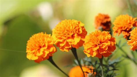 Marigold Wallpapers - Top Free Marigold Backgrounds - WallpaperAccess