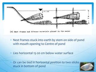 Giant gourami breeding | PPT