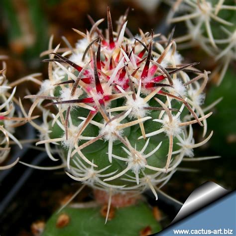 Sclerocactus glaucus SB1749 De Beque, Garfield County, Colorado, USA