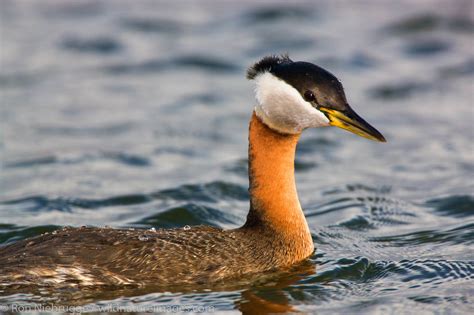 Red-necked Grebe | Photos by Ron Niebrugge