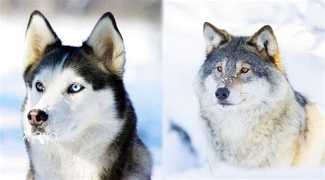 Siberian Husky vs Wolf: Are They Related? (Differences & More)