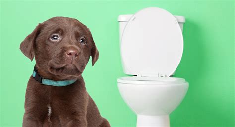 5 Easy Tips to Practice Potty Training a Stubborn Dog | petgroomerpal