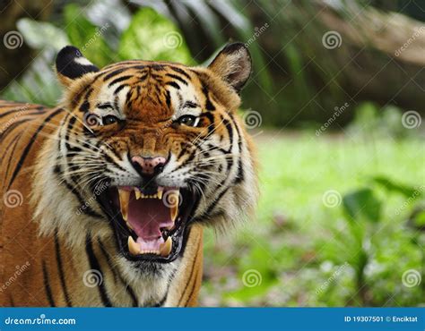 Roaring Tiger Stock Image - Image: 19307501