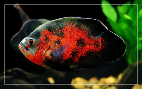 How to Care for Oscar Fish? Ultimate Guide for Beginners