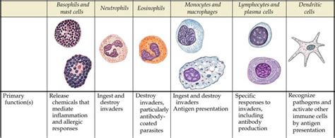 Human Physiology