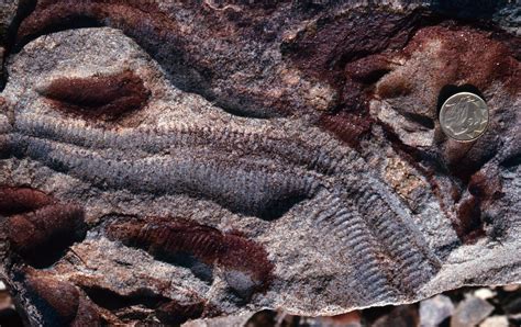 Proterozoic Fossil Record [IMAGE] | EurekAlert! Science News Releases