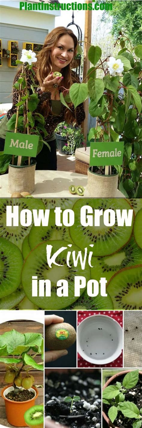 How to Grow Kiwi Plant in a Pot - Plant Instructions