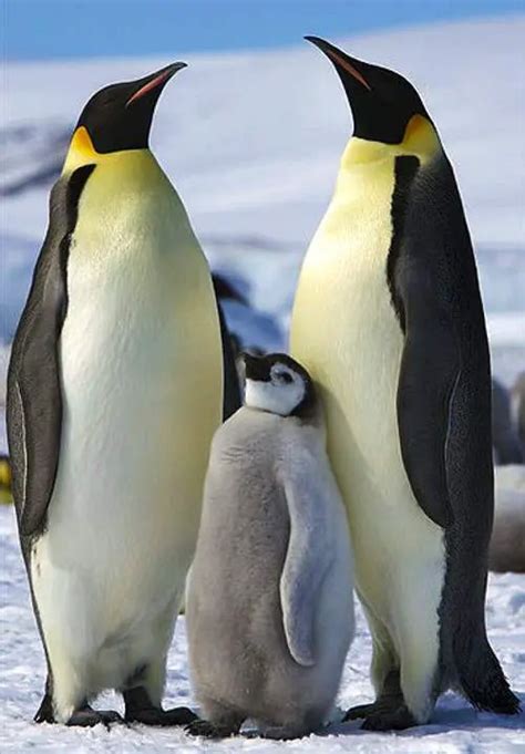 Emperor penguin family - Our Planet