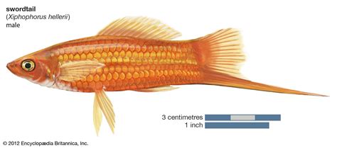 Swordtail | Livebearer, Freshwater & Aquarium | Britannica