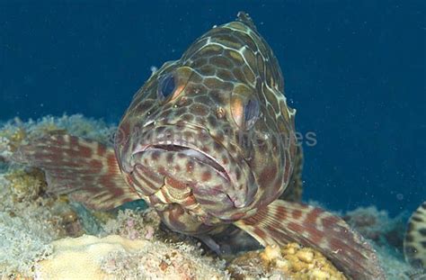 Epinephelus quoyanus Longfin Grouper - MarineThemes Stock Photo Library