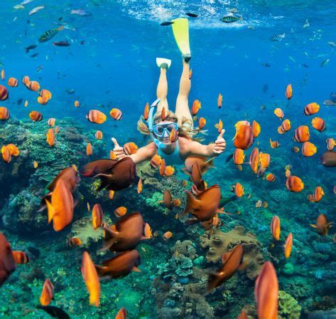 Best Snorkeling Adventure: Bahamas cruise paradise is offering snorkel tours and excursion in ...