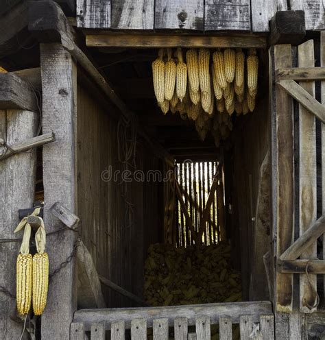 Dry Corn Storage stock image. Image of crop, chardak, dried - 946755