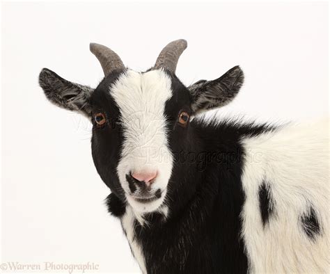 Black-and-white Pygmy Goat photo WP43720