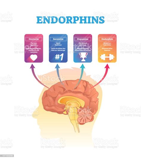 Endorphins Vector Illustration Isolated Hormones Scheme With Human Brain Stock Illustration ...