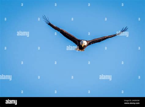 Bald Eagle Hunting For Fish Stock Photo - Alamy