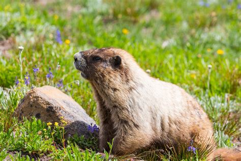 Five Things You Didn’t Know about Groundhogs | Tufts Now