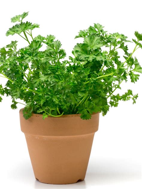 √完了しました！ parsley plant 314072-Parsley plants for sale