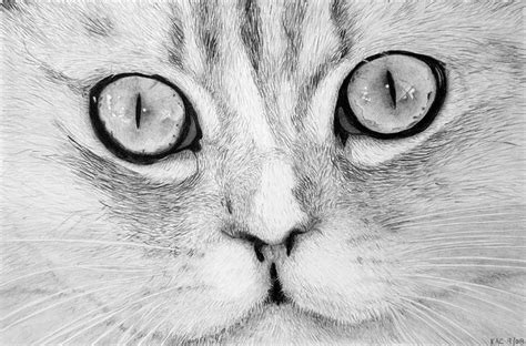 Cat Face Drawing by Kenny Chaffin