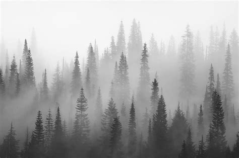 Misty forest black and white Wall mural | Forest | Grey - Happywall Black And White Tree, Black ...