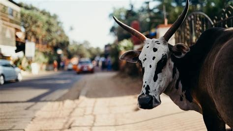 18 Unique Pet Cow Names