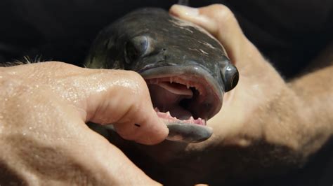 Giant Snakehead Teeth