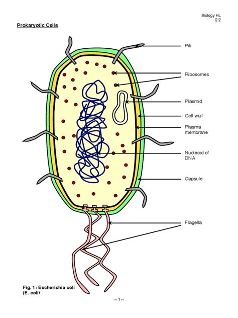 Prokaryotic Cell Diagram Labeled Detailed