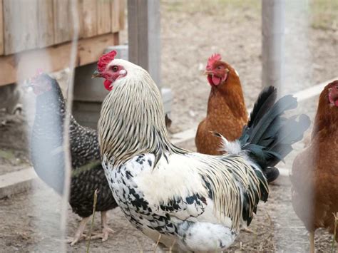 Choosing Chicken Breeds – 1450 farm