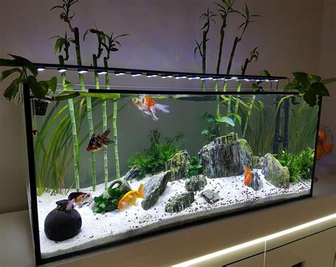 Goldfish aquarium design ideas - hacbeer