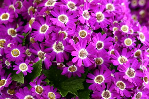 Purple Pink Spring Flowers | Flowers| Free Nature Pictures by ForestWander Nature Photography