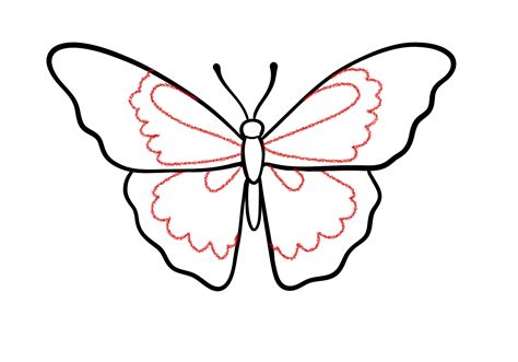 Butterfly Wing Drawing