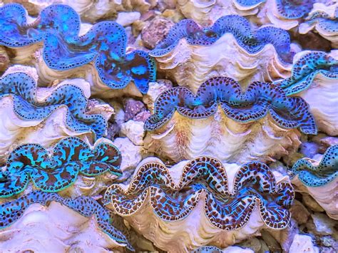 Blue Maxima Clam DEAL!! | REEF2REEF Saltwater and Reef Aquarium Forum