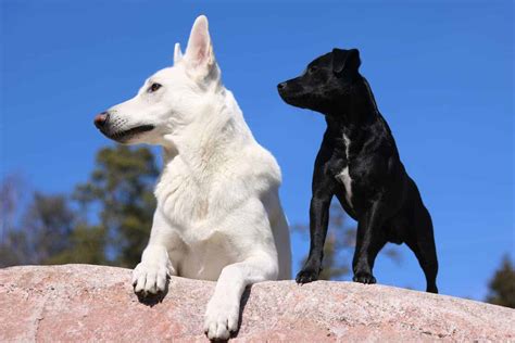 Kishu Ken Dog Breed Information: 11 Things to Know | Your Dog Advisor