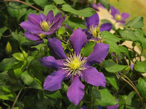 No Blooms On Clematis - Reasons For Clematis Vine Not Blooming Well