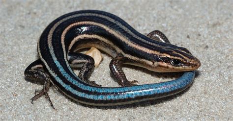 Skink Lizard - A-Z Animals