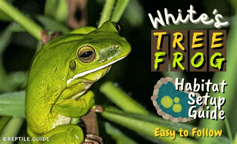 White's Tree Frog Habitat Setup Guide (Easy to Follow)