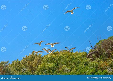 Seagulls Flying in Formation Stock Image - Image of wildlife, nature: 172070355