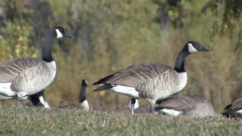 Canada Goose Adult Flock Feeding Lawn City Park Grazing Stock Footage Video 6486383 - Shutterstock