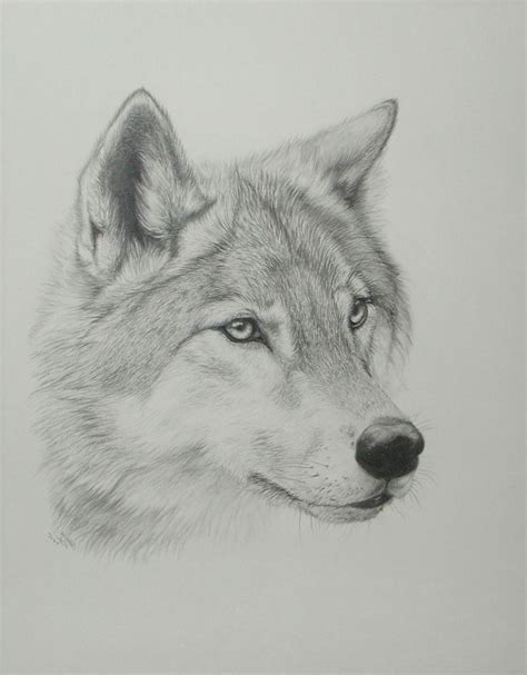 Image result for wolf drawings | Wolf drawing, Animal drawings, Realistic drawings