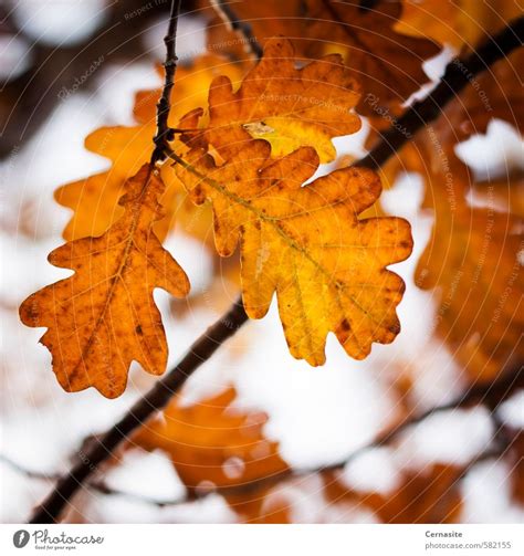 Autumn Oak Leaves Nature - a Royalty Free Stock Photo from Photocase