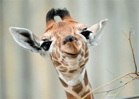 Brookfield Zoo’s Baby Giraffe Makes Her Public Debut, and She Has a Name | Chicago News | WTTW