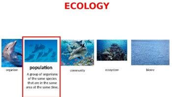 Ecology Population Dynamics Lecture PPT by Miss Vanessakay | TPT