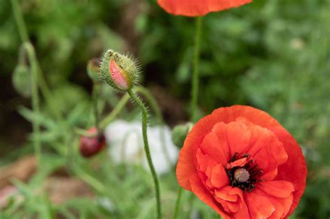 Oriental Poppy: Plant Care and Growing Guide