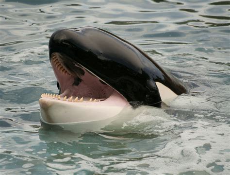 The Killer Whale (also known as Orca) is actually a type of dolphin ...