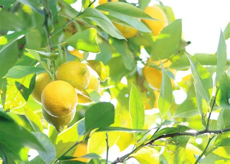 Overwatered lemon tree ???????? Signs and solutions