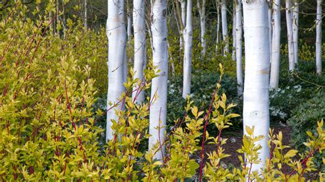 9 trees with white bark that make a statement in your plot | Gardeningetc