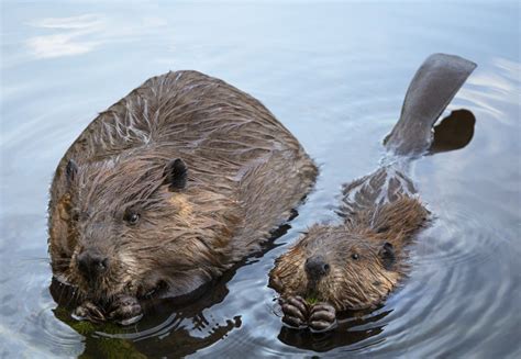 Momma and baby beaver in Stephenville, NL Funny Animal Videos, Funny Animals, Cute Animals, Wild ...