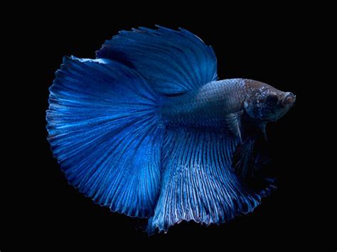 Blue Halfmoon Betta