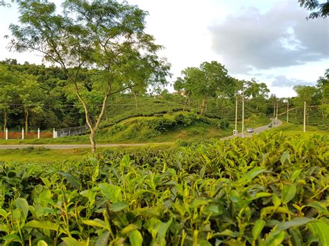 Beautiful Tea Gardens in Sylhet, Bangladesh - Hillw