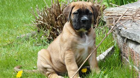 #boerboel puppy pics - CARIAD BOERBOELS Puppies For Sale UK Nobody does ...