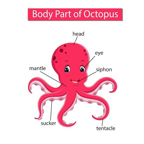 Premium Vector | Diagram showing body part of octopus